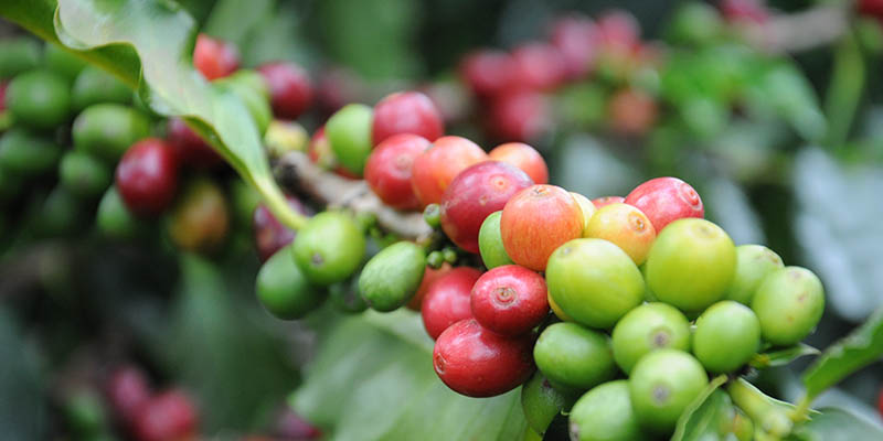organic fair trade coffee
